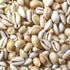 beige white cowrie shells 1 kg